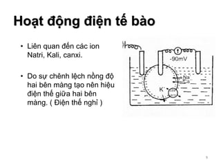 9
• Liên quan đến các ion
Natri, Kali, canxi.
• Do sự chênh lệch nồng độ
hai bên màng tạo nên hiệu
điện thế giữa hai bên
màng. ( Điện thế nghỉ )
Hoạt động điện tế bào
9
 