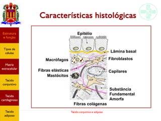 Tecido conjuntivo e adiposo
Características histológicas
Fibras colágenas
Substância
Fundamental
Amorfa
Capilares
Fibroblastos
Lâmina basal
Macrófagos
Fibras elásticas
Mastócitos
EpitélioEstrutura
e função
Tipos de
células
Matriz
extracelular
Tecido
conjuntivo
Tecido
adiposo
Estrutura
e função
Tipos de
células
Matriz
extracelular
Tecido
conjuntivo
Tecido
cartilaginoso
Tecido
adiposo
 