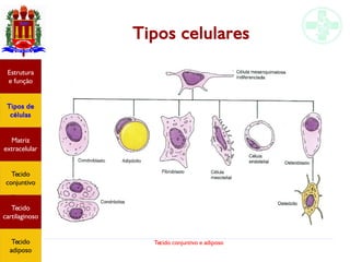 Tecido conjuntivo e adiposo
Tipos celulares
Estrutura
e função
Tipos de
células
Matriz
extracelular
Tecido
conjuntivo
Tecido
adiposo
Estrutura
e função
Tipos de
células
Matriz
extracelular
Tecido
conjuntivo
Tecido
cartilaginoso
Tecido
adiposo
 