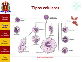 Tecido conjuntivo e adiposo
Tipos celulares
Estrutura
e função
Tipos de
células
Matriz
extracelular
Tecido
conjuntivo
Tecido
adiposo
Estrutura
e função
Tipos de
células
Matriz
extracelular
Tecido
conjuntivo
Tecido
cartilaginoso
Tecido
adiposo
 
