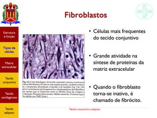 Tecido conjuntivo e adiposo
Fibroblastos
Estrutura
e função
Tipos de
células
Matriz
extracelular
Tecido
conjuntivo
Tecido
adiposo
●
Células mais frequentes
do tecido conjuntivo
●
Grande atividade na
síntese de proteínas da
matriz extracelular
●
Quando o fibroblasto
torna-se inativo, é
chamado de fibrócito.
Estrutura
e função
Tipos de
células
Matriz
extracelular
Tecido
conjuntivo
Tecido
cartilaginoso
Tecido
adiposo
 