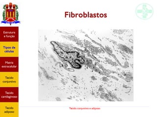 Tecido conjuntivo e adiposo
Fibroblastos
Estrutura
e função
Tipos de
células
Matriz
extracelular
Tecido
conjuntivo
Tecido
cartilaginoso
Tecido
adiposo
 