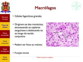 Tecido conjuntivo e adiposo
Macrófagos
●
Células fagocíticas grandes
●
Originam-se dos monócitos,
atravessando os capilares
sanguíneos e deslocando-se
ao longo do tecido
conjuntivo
●
Podem ser fixos ou móveis.
●
Função imune
Estrutura
e função
Tipos de
células
Matriz
extracelular
Tecido
conjuntivo
Tecido
adiposo
Estrutura
e função
Tipos de
células
Matriz
extracelular
Tecido
conjuntivo
Tecido
cartilaginoso
Tecido
adiposo
 