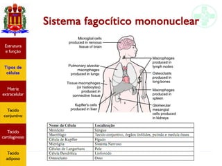 Tecido conjuntivo e adiposo
Sistema fagocítico mononuclear
Estrutura
e função
Tipos de
células
Matriz
extracelular
Tecido
conjuntivo
Tecido
adiposo
Estrutura
e função
Tipos de
células
Matriz
extracelular
Tecido
conjuntivo
Tecido
cartilaginoso
Tecido
adiposo
 