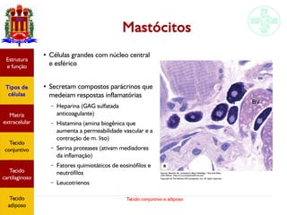 Tecido conjuntivo e adiposo
Mastócitos
Estrutura
e função
Tipos de
células
Matriz
extracelular
Tecido
conjuntivo
Tecido
adiposo
●
Células grandes com núcleo central
e esférico
●
Secretam compostos parácrinos que
medeiam respostas inflamatórias
– Heparina (GAG sulfatada
anticoagulante)
– Histamina (amina biogênica que
aumenta a permeabilidade vascular e a
contração de m. liso)
– Serina proteases (ativam mediadores
da inflamação)
– Fatores quimiotáticos de eosinófilos e
neutrófilos
– Leucotrienos
Estrutura
e função
Tipos de
células
Matriz
extracelular
Tecido
conjuntivo
Tecido
cartilaginoso
Tecido
adiposo
 