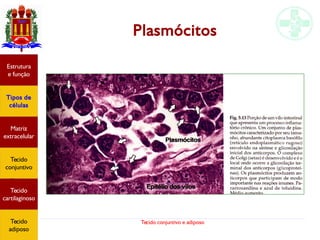 Tecido conjuntivo e adiposo
Plasmócitos
Estrutura
e função
Tipos de
células
Matriz
extracelular
Tecido
conjuntivo
Tecido
adiposo
Estrutura
e função
Tipos de
células
Matriz
extracelular
Tecido
conjuntivo
Tecido
cartilaginoso
Tecido
adiposo
 