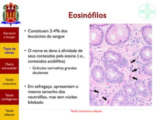 Tecido conjuntivo e adiposo
Eosinófilos
Estrutura
e função
Tipos de
células
Matriz
extracelular
Tecido
conjuntivo
Tecido
adiposo
●
Constituem 2-4% dos
leucócitos do sangue
●
O nome se deve à afinidade de
seus conteúdos pela eosina (i.e.,
conteúdos acidófilos)
– Grânulos vermelhos grandes
abudantes
●
Em esfregaço, apresentam o
mesmo tamanho dos
neutrófilos, mas tem núcleo
bilobado.
Estrutura
e função
Tipos de
células
Matriz
extracelular
Tecido
conjuntivo
Tecido
cartilaginoso
Tecido
adiposo
 
