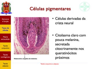 Tecido conjuntivo e adiposo
Células pigmentares
Estrutura
e função
Tipos de
células
Matriz
extracelular
Tecido
conjuntivo
Tecido
adiposo
● Células derivadas da
crista neural
●
Citolasma claro com
pouca melanina,
secretada
citocrinamente nos
queratinócitos
próximos
Estrutura
e função
Tipos de
células
Matriz
extracelular
Tecido
conjuntivo
Tecido
cartilaginoso
Tecido
adiposo
 