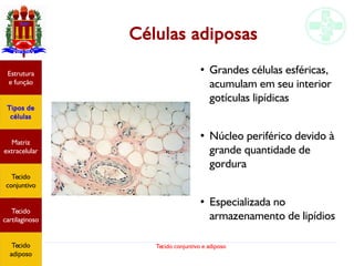 Tecido conjuntivo e adiposo
Células adiposas
●
Grandes células esféricas,
acumulam em seu interior
gotículas lipídicas
●
Núcleo periférico devido à
grande quantidade de
gordura
●
Especializada no
armazenamento de lipídios
Estrutura
e função
Tipos de
células
Matriz
extracelular
Tecido
conjuntivo
Tecido
adiposo
Estrutura
e função
Tipos de
células
Matriz
extracelular
Tecido
conjuntivo
Tecido
cartilaginoso
Tecido
adiposo
 