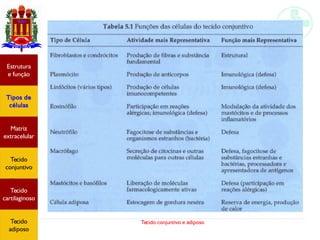 Tecido conjuntivo e adiposo
Estrutura
e função
Tipos de
células
Matriz
extracelular
Tecido
conjuntivo
Tecido
adiposo
Estrutura
e função
Tipos de
células
Matriz
extracelular
Tecido
conjuntivo
Tecido
cartilaginoso
Tecido
adiposo
 