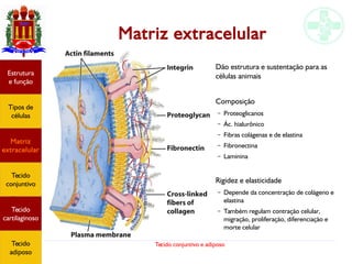 Tecido conjuntivo e adiposo
Estrutura
e função
Tipos de
células
Matriz
extracelular
Tecido
conjuntivo
Tecido
adiposo
Matriz extracelular
●
Dão estrutura e sustentação para as
células animais
● Composição
– Proteoglicanos
– Ác. hialurônico
– Fibras colágenas e de elastina
– Fibronectina
– Laminina
● Rigidez e elasticidade
– Depende da concentração de colágeno e
elastina
– Também regulam contração celular,
migração, proliferação, diferenciação e
morte celular
Estrutura
e função
Tipos de
células
Matriz
extracelular
Tecido
conjuntivo
Tecido
cartilaginoso
Tecido
adiposo
 
