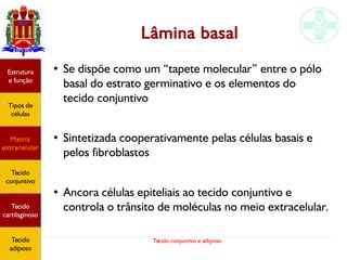 Tecido conjuntivo e adiposo
Lâmina basal
Estrutura
e função
Tipos de
células
Matriz
extracelular
Tecido
conjuntivo
Tecido
adiposo
●
Se dispõe como um “tapete molecular” entre o pólo
basal do estrato germinativo e os elementos do
tecido conjuntivo
●
Sintetizada cooperativamente pelas células basais e
pelos fibroblastos
●
Ancora células epiteliais ao tecido conjuntivo e
controla o trânsito de moléculas no meio extracelular.
Estrutura
e função
Tipos de
células
Matriz
extracelular
Tecido
conjuntivo
Tecido
cartilaginoso
Tecido
adiposo
 