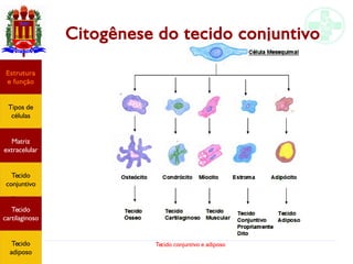 Tecido conjuntivo e adiposo
Citogênese do tecido conjuntivo
Estrutura
e função
Tipos de
células
Matriz
extracelular
Tecido
conjuntivo
Tecido
adiposo
Estrutura
e função
Tipos de
células
Matriz
extracelular
Tecido
conjuntivo
Tecido
cartilaginoso
Tecido
adiposo
 