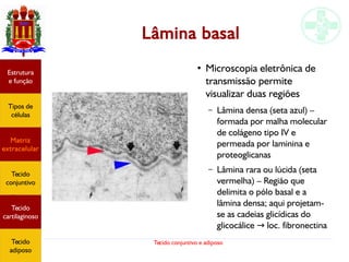 Tecido conjuntivo e adiposo
Lâmina basal
Estrutura
e função
Tipos de
células
Matriz
extracelular
Tecido
conjuntivo
Tecido
adiposo
●
Microscopia eletrônica de
transmissão permite
visualizar duas regiões
– Lâmina densa (seta azul) –
formada por malha molecular
de colágeno tipo IV e
permeada por laminina e
proteoglicanas
– Lâmina rara ou lúcida (seta
vermelha) – Região que
delimita o pólo basal e a
lâmina densa; aqui projetam-
se as cadeias glicídicas do
glicocálice loc. fibronectina→
Estrutura
e função
Tipos de
células
Matriz
extracelular
Tecido
conjuntivo
Tecido
cartilaginoso
Tecido
adiposo
 