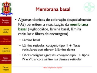 Tecido conjuntivo e adiposo
Membrana basal
Estrutura
e função
Tipos de
células
Matriz
extracelular
Tecido
conjuntivo
Tecido
adiposo
● Algumas técnicas de coloração (especialmente
PAS) permitem a visualização da membrana
basal (=glicocálice, lâmina basal, lâmina
recitular e fibras de ancoragem)
– Lâmina basal
– Lâmina reticular: colágeno tipo III + fibras
reticulares que aderem à lâmina densa
– Fibras colágenas grossas: colágeno tipo I + tipos
IV e VII, ancora as lâminas densa e reticular
Estrutura
e função
Tipos de
células
Matriz
extracelular
Tecido
conjuntivo
Tecido
cartilaginoso
Tecido
adiposo
 