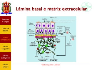 Tecido conjuntivo e adiposo
Lâmina basal e matriz extracelular
Estrutura
e função
Tipos de
células
Matriz
extracelular
Tecido
conjuntivo
Tecido
adiposo
Estrutura
e função
Tipos de
células
Matriz
extracelular
Tecido
conjuntivo
Tecido
cartilaginoso
Tecido
adiposo
 