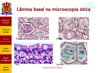 Tecido conjuntivo e adiposo
Estrutura
e função
Tipos de
células
Matriz
extracelular
Tecido
conjuntivo
Tecido
adiposo
Lâmina basal na microscopia ótica
P.A.S. P.A.S.
GomoriH.E.
Estrutura
e função
Tipos de
células
Matriz
extracelular
Tecido
conjuntivo
Tecido
cartilaginoso
Tecido
adiposo
 