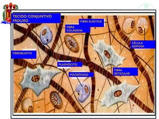 Tecido conjuntivo e adiposo
FIBROBLASTO
FIBRA
COLÁGENA
FIBRA ELÁSTICA
PLASMÓCITO
MACRÓFAGO
FIBRA
RETICULAR
CÉLULA
ADIPOSA
TECIDO CONJUNTIVO
FROUXO
 