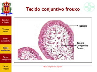Tecido conjuntivo e adiposo
Tecido conjuntivo frouxo
Estrutura
e função
Tipos de
células
Matriz
extracelular
Tecido
conjuntivo
Tecido
adiposo
Estrutura
e função
Tipos de
células
Matriz
extracelular
Tecido
conjuntivo
Tecido
cartilaginoso
Tecido
adiposo
 