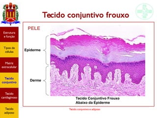 Tecido conjuntivo e adiposo
Tecido conjuntivo frouxo
Estrutura
e função
Tipos de
células
Matriz
extracelular
Tecido
conjuntivo
Tecido
adiposo
Tecido Conjuntivo Frouxo
Abaixo da Epiderme
PELE
Epiderme
Derme
Estrutura
e função
Tipos de
células
Matriz
extracelular
Tecido
conjuntivo
Tecido
cartilaginoso
Tecido
adiposo
 