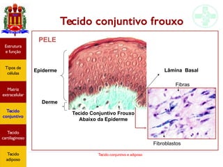 Tecido conjuntivo e adiposo
Tecido conjuntivo frouxo
Estrutura
e função
Tipos de
células
Matriz
extracelular
Tecido
conjuntivo
Tecido
adiposo
Tecido Conjuntivo Frouxo
Abaixo da Epiderme
PELE
Epiderme
Derme
Lâmina Basal
Fibroblastos
Fibras
Estrutura
e função
Tipos de
células
Matriz
extracelular
Tecido
conjuntivo
Tecido
cartilaginoso
Tecido
adiposo
 