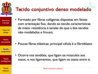 Tecido conjuntivo e adiposo
Tecido conjuntivo denso modelado
●
Formado por fibras colágenas dispostas em feixes
com orientação fixa, dando ao tecido características
de maior resistência à tensão do que a dos tecidos
não-modelados e frouxo;
●
Poucas fibras elásticas; principal célula é o fibroblasto
●
Ocorre nos tendões, que ligam os músculos aos
ossos, e nos ligamentos, que ligam os ossos entre si.
Estrutura
e função
Tipos de
células
Matriz
extracelular
Tecido
conjuntivo
Tecido
adiposo
Estrutura
e função
Tipos de
células
Matriz
extracelular
Tecido
conjuntivo
Tecido
cartilaginoso
Tecido
adiposo
 