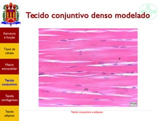 Tecido conjuntivo e adiposo
Estrutura
e função
Tipos de
células
Matriz
extracelular
Tecido
conjuntivo
Tecido
adiposo
Tecido conjuntivo denso modelado
Estrutura
e função
Tipos de
células
Matriz
extracelular
Tecido
conjuntivo
Tecido
cartilaginoso
Tecido
adiposo
 