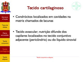 Tecido conjuntivo e adiposo
Tecido cartilaginoso
● Condrócitos localizados em cavidades na
matriz chamados de lacunas
●
Tecido avascular; nutrição difunde dos
capilares localizados no tecido conjuntivo
adjacente (pericôndrio) ou do líquido sinovial
Estrutura
e função
Tipos de
células
Matriz
extracelular
Tecido
conjuntivo
Tecido
cartilaginoso
Tecido
adiposo
 