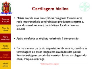 Tecido conjuntivo e adiposo
Cartilagem hialina
● Matriz amorfa mas firme; fibras colágenas formam uma
rede imperceptível; condroblastos produzem a matriz e,
quando amadurecem (condrócitos), localizam-se nas
lacunas
● Apóia e reforça os órgãos; resistência à compressão
● Forma a maior parte do esqueleto embrionário; recobre as
terminações de ossos longos nas cavidades das juntas;
forma cartilagens costais das costelas; forma cartilagens do
nariz, traquéia e laringe
Estrutura
e função
Tipos de
células
Matriz
extracelular
Tecido
conjuntivo
Tecido
cartilaginoso
Tecido
adiposo
 