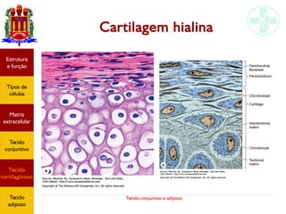 Tecido conjuntivo e adiposo
Estrutura
e função
Tipos de
células
Matriz
extracelular
Tecido
conjuntivo
Tecido
cartilaginoso
Tecido
adiposo
Cartilagem hialina
 