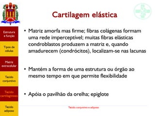 Tecido conjuntivo e adiposo
Cartilagem elástica
Estrutura
e função
Tipos de
células
Matriz
extracelular
Tecido
conjuntivo
Tecido
cartilaginoso
Tecido
adiposo
●
Matriz amorfa mas firme; fibras colágenas formam
uma rede imperceptível; muitas fibras elásticas
condroblastos produzem a matriz e, quando
amadurecem (condrócitos), localizam-se nas lacunas
● Mantém a forma de uma estrutura ou órgão ao
mesmo tempo em que permite flexibilidade
● Apóia o pavilhão da orelha; epiglote
 