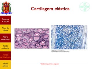 Tecido conjuntivo e adiposo
Cartilagem elástica
Estrutura
e função
Tipos de
células
Matriz
extracelular
Tecido
conjuntivo
Tecido
cartilaginoso
Tecido
adiposo
 