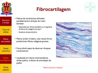 Tecido conjuntivo e adiposo
Fibrocartilagem
Estrutura
e função
Tipos de
células
Matriz
extracelular
Tecido
conjuntivo
Tecido
cartilaginoso
Tecido
adiposo
●
Fileiras de condrócitos alinhados
paralelamente à direção de maior
estresse
– Separadas por feixes paralelos ou irregulares
de fibras de colágeno de tipo I
– Ausência de pericôndrio
● Matriz similar à hialina, mas menos firme;
predominam fibras colágenas grossas
●
Força tênsil capaz de absorver choques
compressivos
●
Localizada em discos intervertebrais,
sínfise púbica, e discos da articulação do
joelho
 