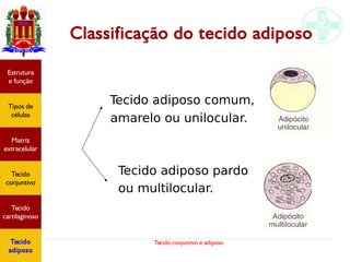 Tecido conjuntivo e adiposo
Classificação do tecido adiposo
Estrutura
e função
Tipos de
células
Matriz
extracelular
Tecido
conjuntivo
Tecido
cartilaginoso
Tecido
adiposo
Tecido adiposo comum,
amarelo ou unilocular.
Tecido adiposo pardo
ou multilocular.
 