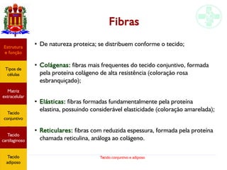 Tecido conjuntivo e adiposo
Fibras
●
De natureza proteica; se distribuem conforme o tecido;
●
Colágenas: fibras mais frequentes do tecido conjuntivo, formada
pela proteína colágeno de alta resistência (coloração rosa
esbranquiçado);
●
Elásticas: fibras formadas fundamentalmente pela proteína
elastina, possuindo considerável elasticidade (coloração amarelada);
●
Reticulares: fibras com reduzida espessura, formada pela proteína
chamada reticulina, análoga ao colágeno.
Estrutura
e função
Tipos de
células
Matriz
extracelular
Tecido
conjuntivo
Tecido
adiposo
Estrutura
e função
Tipos de
células
Matriz
extracelular
Tecido
conjuntivo
Tecido
cartilaginoso
Tecido
adiposo
 
