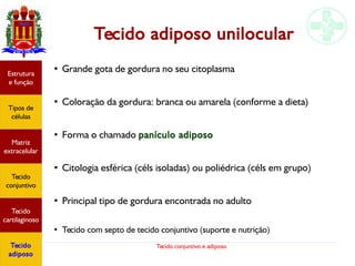 Tecido conjuntivo e adiposo
Tecido adiposo unilocular
●
Grande gota de gordura no seu citoplasma
●
Coloração da gordura: branca ou amarela (conforme a dieta)
●
Forma o chamado panículo adiposo
●
Citologia esférica (céls isoladas) ou poliédrica (céls em grupo)
●
Principal tipo de gordura encontrada no adulto
●
Tecido com septo de tecido conjuntivo (suporte e nutrição)
Estrutura
e função
Tipos de
células
Matriz
extracelular
Tecido
conjuntivo
Tecido
cartilaginoso
Tecido
adiposo
 