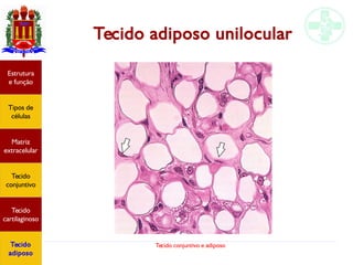 Tecido conjuntivo e adiposo
Estrutura
e função
Tipos de
células
Matriz
extracelular
Tecido
conjuntivo
Tecido
cartilaginoso
Tecido
adiposo
Tecido adiposo unilocular
 