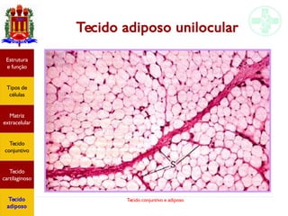 Tecido conjuntivo e adiposo
Tecido adiposo unilocular
Estrutura
e função
Tipos de
células
Matriz
extracelular
Tecido
conjuntivo
Tecido
cartilaginoso
Tecido
adiposo
 