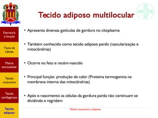 Tecido conjuntivo e adiposo
Tecido adiposo multilocular
●
Apresenta diversas gotículas de gordura no citoplasma
●
Também conhecido como tecido adiposo pardo (vascularização e
mitocôndrias)
●
Ocorre no feto e recém-nascido
●
Principal função: produção de calor (Proteína termogenina na
membrana interna das mitocôndrias)
●
Após o nascimento as células da gordura parda não continuam se
dividindo e regridem
Estrutura
e função
Tipos de
células
Matriz
extracelular
Tecido
conjuntivo
Tecido
cartilaginoso
Tecido
adiposo
 