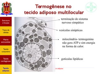 Tecido conjuntivo e adiposo
Termogênese no
tecido adiposo multilocular
mitocôndria- termogenina
não gera ATP e sim energia
na forma de calor.
gotículas lipídicas
terminação do sistema
nervoso simpático
vesículas sinápticas
Estrutura
e função
Tipos de
células
Matriz
extracelular
Tecido
conjuntivo
Tecido
cartilaginoso
Tecido
adiposo
 