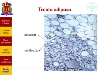 Tecido conjuntivo e adiposo
Tecido adiposo
Estrutura
e função
Tipos de
células
Matriz
extracelular
Tecido
conjuntivo
Tecido
cartilaginoso
Tecido
adiposo
unilocular
multilocular
 