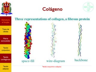 Tecido conjuntivo e adiposo
Colágeno
Estrutura
e função
Tipos de
células
Matriz
extracelular
Tecido
conjuntivo
Tecido
adiposo
Estrutura
e função
Tipos de
células
Matriz
extracelular
Tecido
conjuntivo
Tecido
cartilaginoso
Tecido
adiposo
 