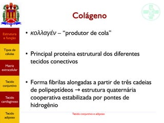 Tecido conjuntivo e adiposo
Colágeno
●
κολλαγέν – “produtor de cola”
●
Principal proteína estrutural dos diferentes
tecidos conectivos
●
Forma fibrilas alongadas a partir de três cadeias
de polipeptídeos estrutura quaternária→
cooperativa estabilizada por pontes de
hidrogênio
Estrutura
e função
Tipos de
células
Matriz
extracelular
Tecido
conjuntivo
Tecido
adiposo
Estrutura
e função
Tipos de
células
Matriz
extracelular
Tecido
conjuntivo
Tecido
cartilaginoso
Tecido
adiposo
 