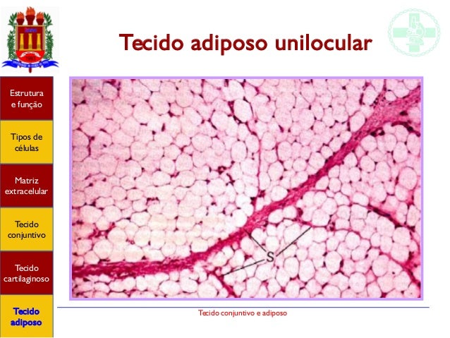 Tecido Conjuntivo E Adiposo Tecido Conjuntivo E Adiposo