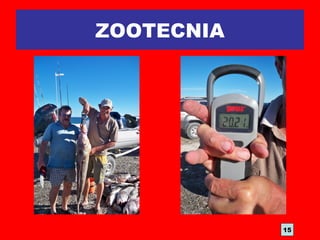 ZOOTECNIA
15
 