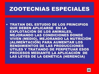 ZOOTECNIAS ESPECIALES
• TRATAN DEL ESTUDIO DE LOS PRINCIPIOS
QUE DEBEN APLICARSE EN LA
EXPLOTACIÓN DE LOS ANIMALES,
MEJORANDO LAS CONDICIONES DONDE
VIVEN (MEDIO), MEJORANDO LA NUTRICIÓN
(ALIMENTACIÓN) PARA AUMENTAR LOS
RENDIMIENTOS DE LAS PRODUCCIONES
ÚTILES Y TRATANDO DE PERPETUAR ESOS
PROCESOS MEDIANTE LA APLICACIÓN DE
LAS LEYES DE LA GENÉTICA (HERENCIA)
20
 