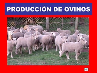 PRODUCCIÓN DE OVINOS
21
 