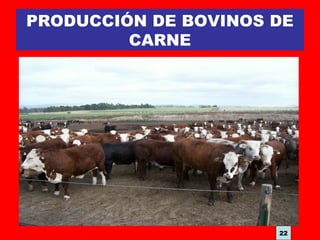 PRODUCCIÓN DE BOVINOS DE
CARNE
22
 