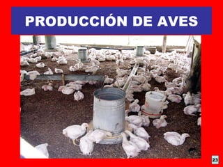 PRODUCCIÓN DE AVES
23
 