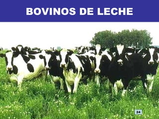 BOVINOS DE LECHE
24
 